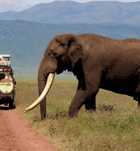 טיולי משפחות